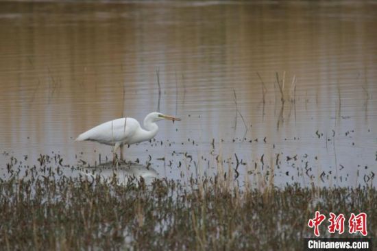圖為大白鷺?？婶斂撕?托素湖自然保護區(qū)服務(wù)中心供圖 　　