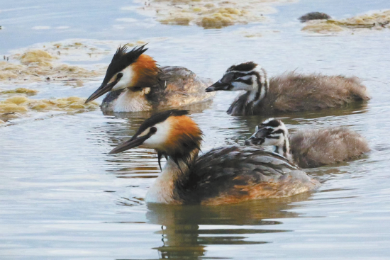 鳳頭鸊鷉。楊濤 攝