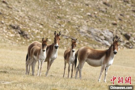 圖為三江源國(guó)家公園資料圖。三江源國(guó)家公園管理局供圖 　　