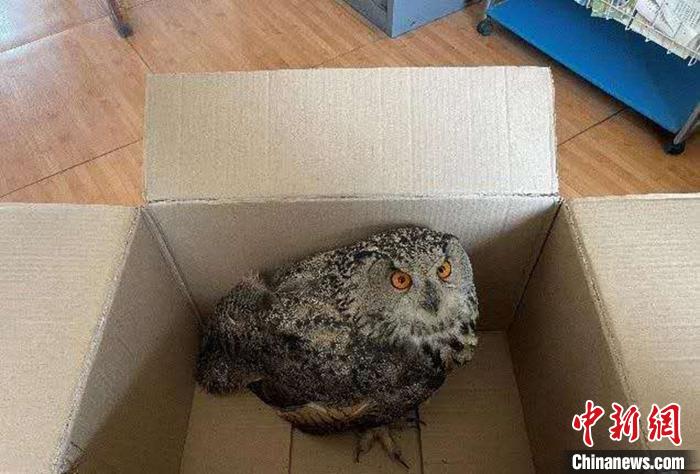 圖為青海省西寧市大通縣公安局森林警察大隊(duì)民警救助的國家二級保護(hù)野生動物——雕鸮。　青海省公安廳森林警察總隊(duì)供圖 攝