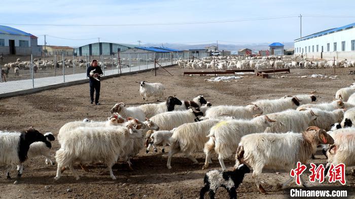 圖為馬金山查看羊羔長勢?！±铍h 攝