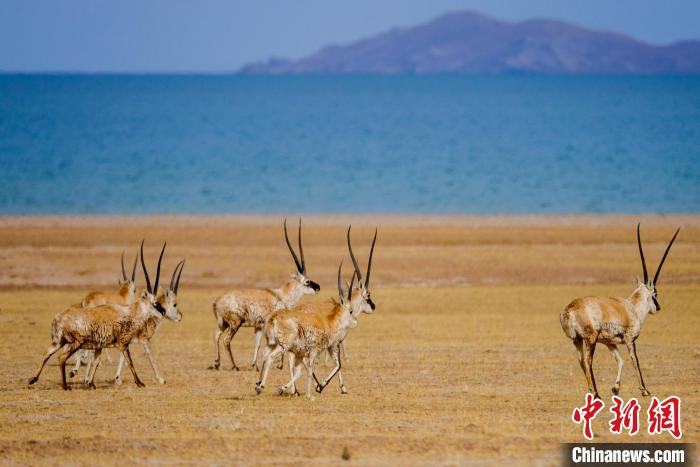 圖為西藏藏羚羊在色林錯湖邊覓食，隨著保護(hù)措施的不斷加強(qiáng)，如今西藏藏羚羊種群數(shù)量獲得恢復(fù)性增長。　江飛波 攝