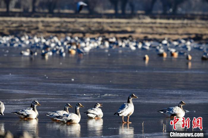 圖為拉薩市林周縣境內(nèi)越冬的候鳥(niǎo)?！∝暩聛?lái)松 攝