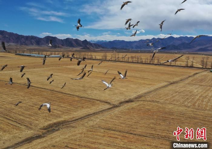 圖為黑頸鶴在拉薩市林周縣境內(nèi)飛翔?！∝暩聛?lái)松 攝