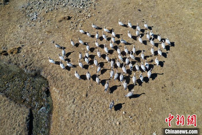 圖為拉薩市林周縣境內(nèi)越冬的候鳥(niǎo)?！∝暩聛?lái)松 攝