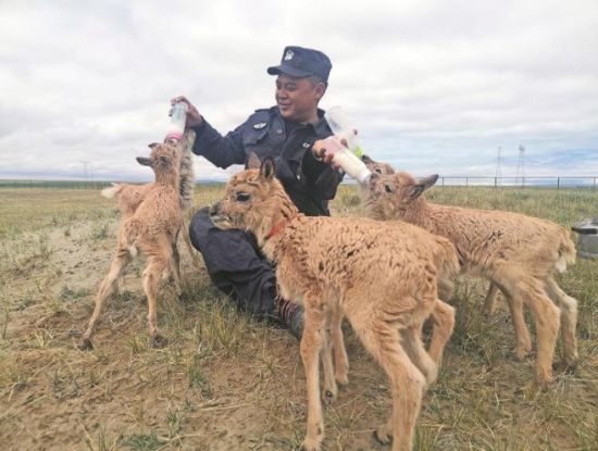  生命禁區(qū)的超級(jí)“奶爸”。