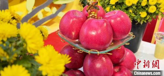2021年10月15日，中國蘋果首屆產(chǎn)銷峰會(huì)暨甘肅平?jīng)龉焚Q(mào)易大會(huì)在平?jīng)鍪徐o寧縣開幕。(資料圖) 魏建軍 攝