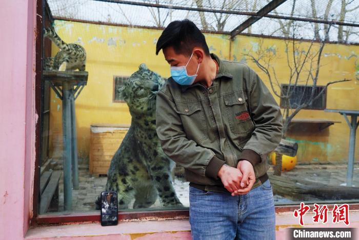 圖為雪豹“奶爸”史壽軍直播休息時與雪豹互動?！●R銘言 攝