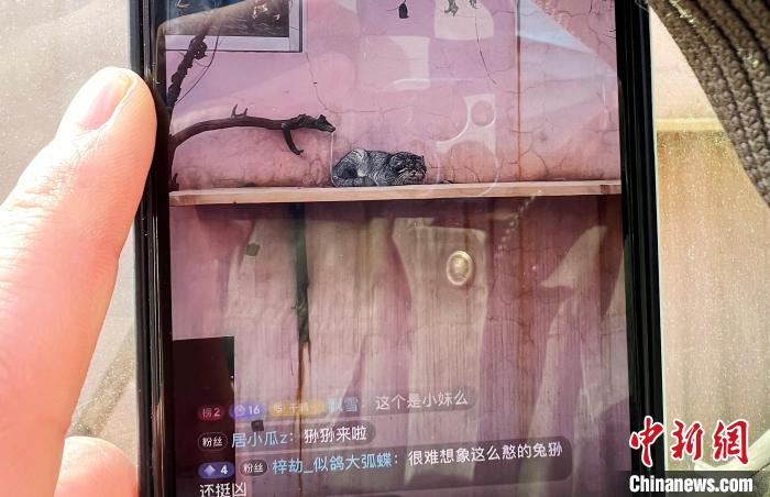 圖為雪豹“奶爸”史壽軍正在直播?！●R銘言 攝
