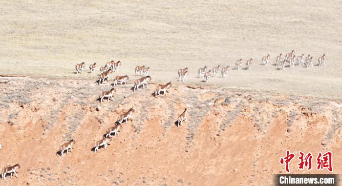 圖為西藏野驢奔跑在山間?！∥溲┓?攝