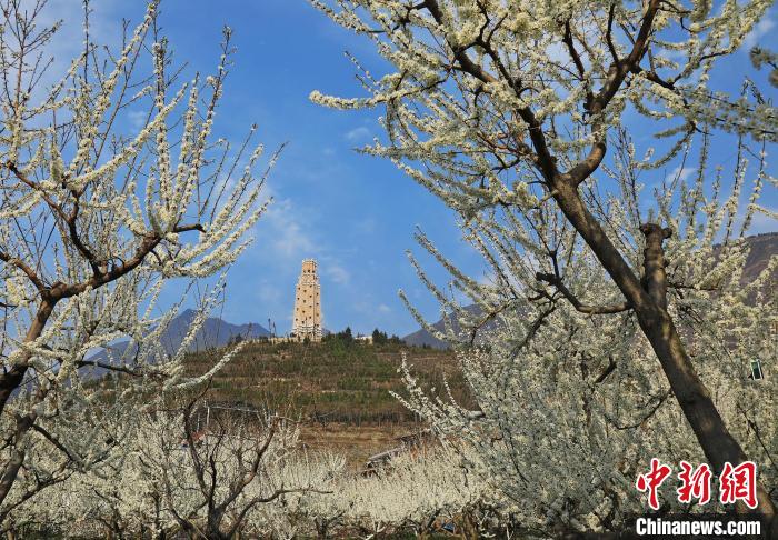 潔白的李花與碉樓交相輝映，勾勒出一幅美麗的和諧生態(tài)畫卷。　何清海 攝