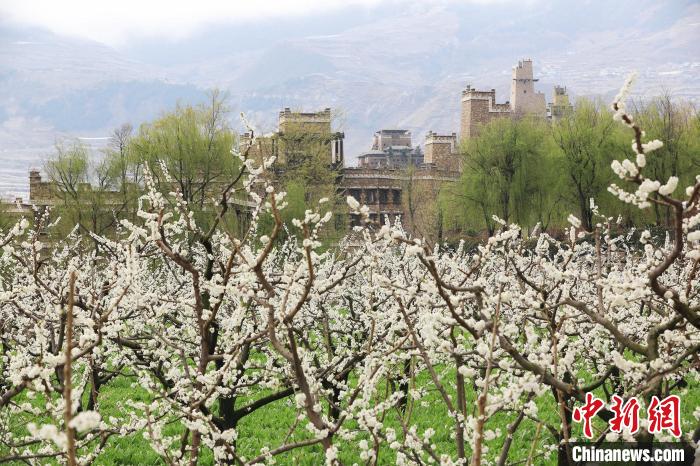 潔白的李花與村寨交相輝映，勾勒出一幅美麗的和諧生態(tài)畫卷。　何清海 攝