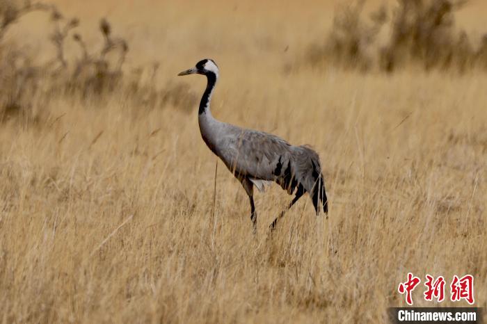 圖為灰鶴在青海海西蒙古族藏族自治州都蘭縣巴隆地區(qū)“閑庭漫步”。　 松太加 攝