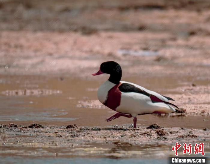 圖為翹鼻麻鴨?！」Π栽?攝