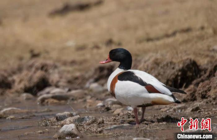 圖為翹鼻麻鴨?！」Π栽?攝