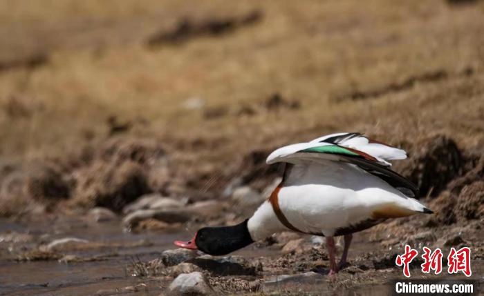 圖為翹鼻麻鴨?！」Π栽?攝