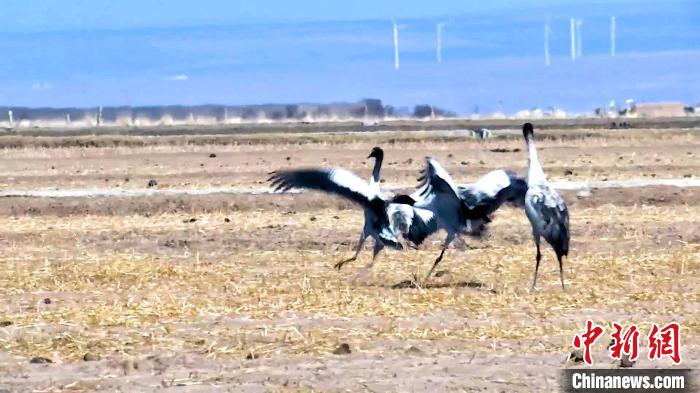 圖為黑頸鶴追逐嬉戲?！￡惷髡?攝