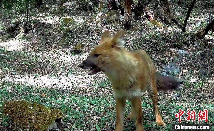 青?；ブ鄙搅謪^(qū)首次記錄到豺活動(dòng)影像