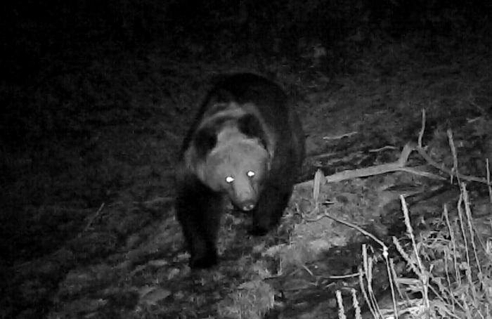 青?；ブ鄙?0年來首次發(fā)現(xiàn)棕熊活動(dòng)軌跡