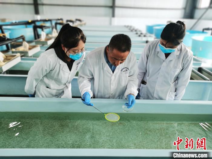 圖為工作人員檢查魚苗?！?zhí)砀?攝