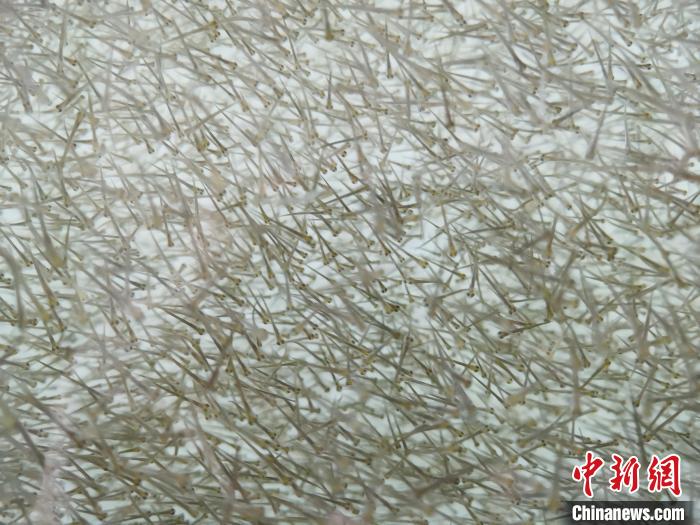 圖為密集分布的魚苗?！?zhí)砀?攝