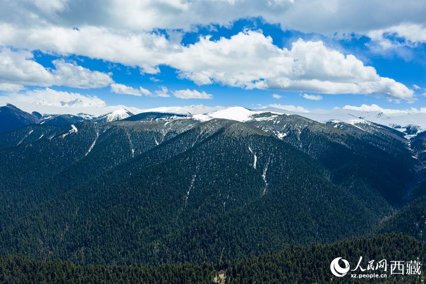 圖為在海拔4700多米的色季拉山，觀測從森林到草甸的多種植被類型。