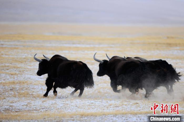 牦牛如何適應(yīng)低氧環(huán)境？中科院團隊發(fā)現(xiàn)牦牛特有肺內(nèi)皮細(xì)胞起作用