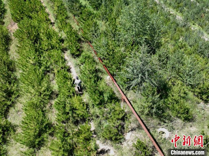 航拍建行青海省分行綠化區(qū)施工隊(duì)隊(duì)長(zhǎng)盧占祥正在巡護(hù)綠化區(qū)?！∑钤鲚?攝