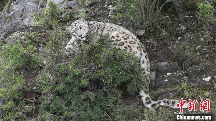 圖為雪豹向牧民攝影師方向張望。(資料圖) 公尕日 攝