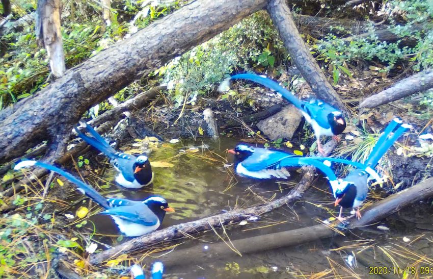 紅嘴藍鵲。涼山州委宣傳部供圖