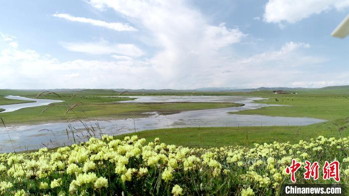 青海澤曲草原見聞：牛羊可“選美”，“生態(tài)畜牧”成招牌