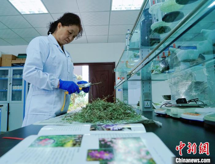 圖為張錦梅在實驗室工作?！●R銘言 攝