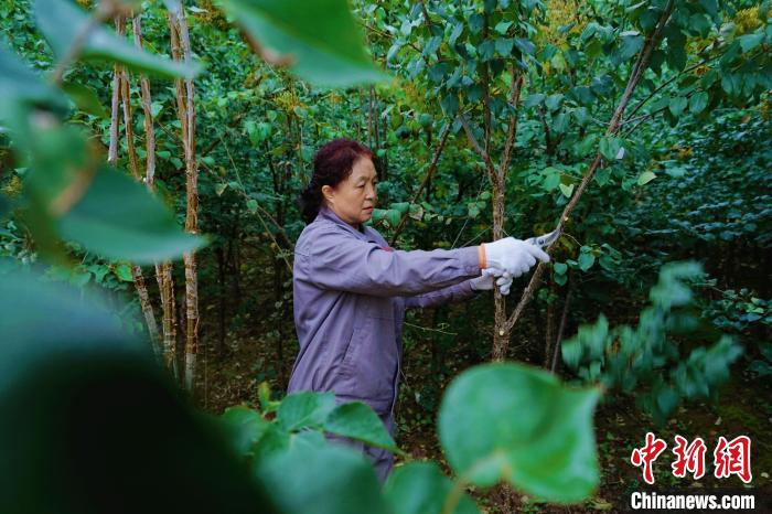 圖為張錦梅修剪丁香枝干。　馬銘言 攝