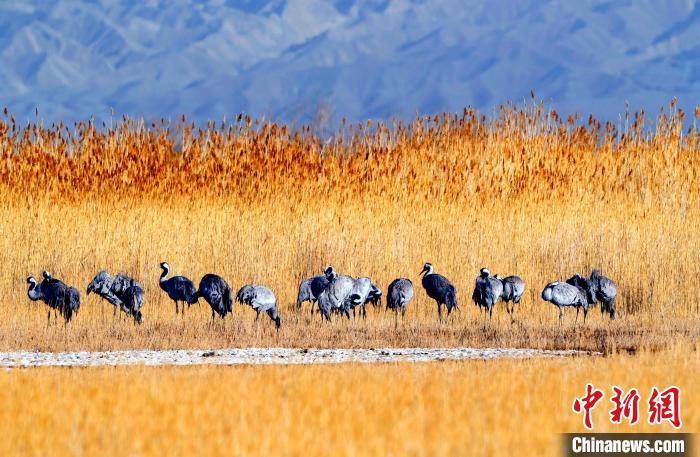 圖為可魯克湖野生水鳥覓食?！〉铝罟形麄鞑抗﹫D