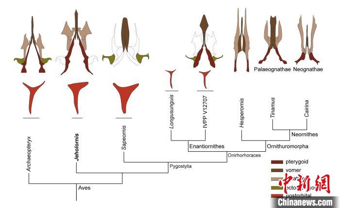 最原始鳥類“熱河鳥”最新研究：嗅覺更好、日行主導