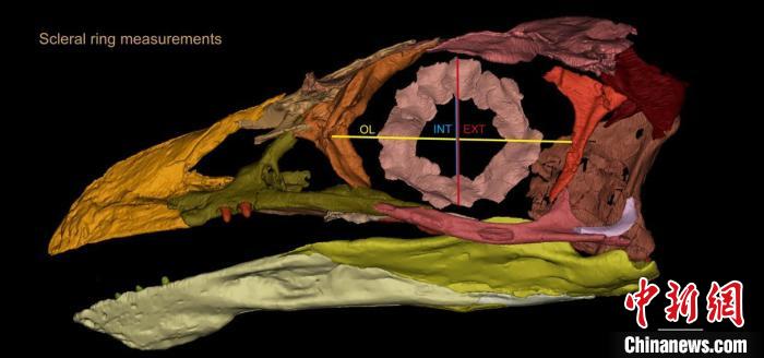 熱河鳥STM3-8化石標本的鞏膜環(huán)復原及測量示意圖?！『?供圖