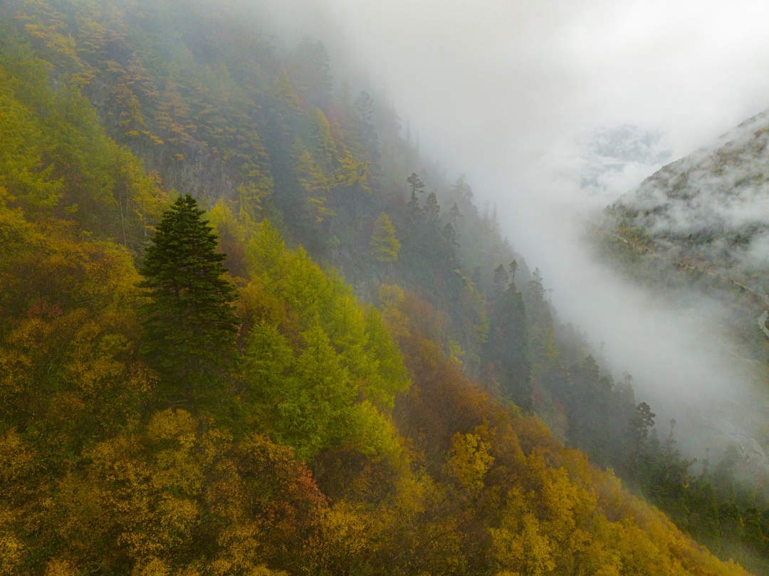 云纏霧繞，層林盡染。