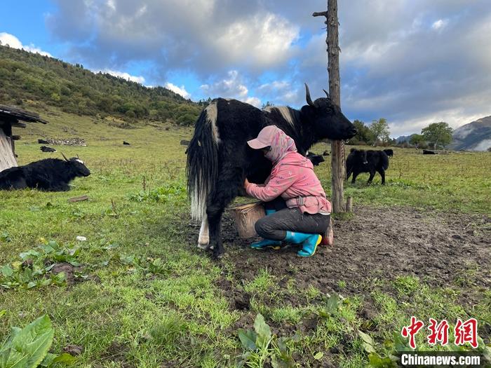 圖為9月27日早晨牧民擠牦牛奶。 <a target='_blank' href='/'><p  align=
