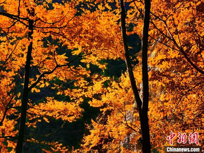 秋意濃。　朱平安 攝