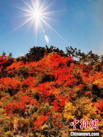 萬(wàn)源市紅葉似火。　朱平安 攝