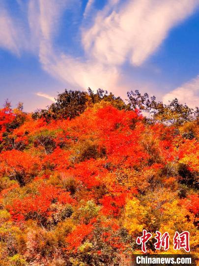 萬(wàn)源深秋紅葉似火?！≈炱桨?　攝