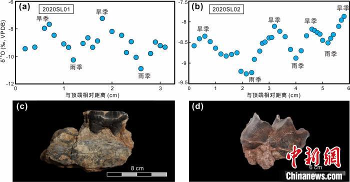 本次研究中的犀牛牙齒化石及氧同位素特征?！≈锌圃呵嗖馗咴?供圖