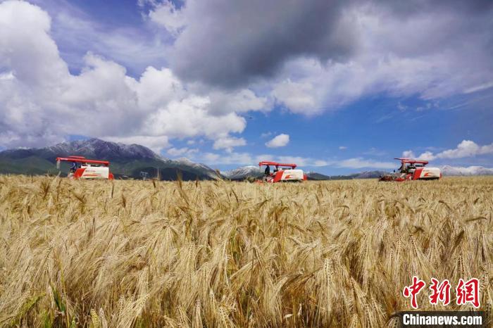 圖為青稞收獲?！±钣穹?攝
