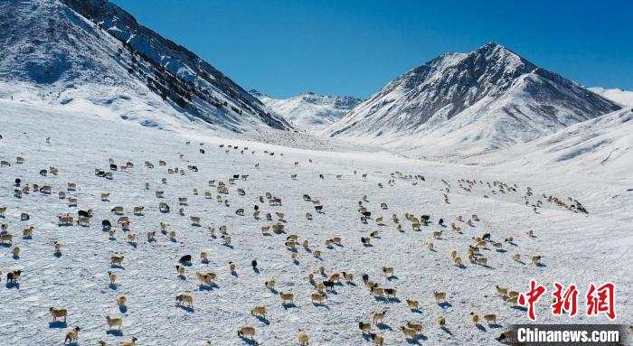 圖為羊群在雪地里覓食?！《继m縣融媒體中心供圖