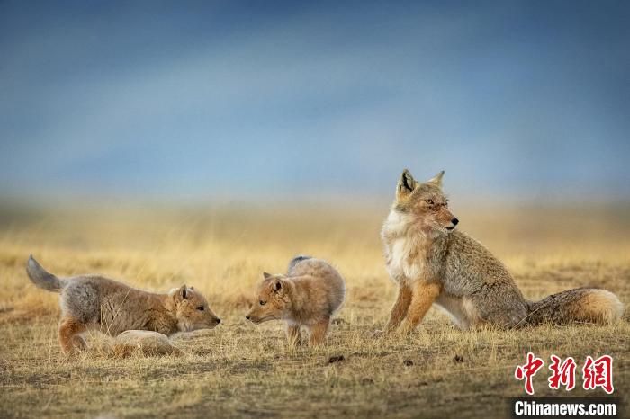 圖為焦生福的作品《居安思?！贰！∏嗪Ｊ∑钸B山自然保護(hù)協(xié)會(huì)供圖