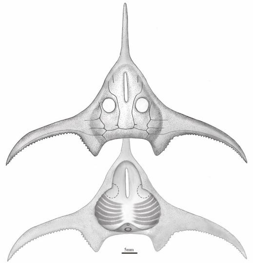 玉海翼角魚復(fù)原圖。　郭肖聰 繪圖 攝