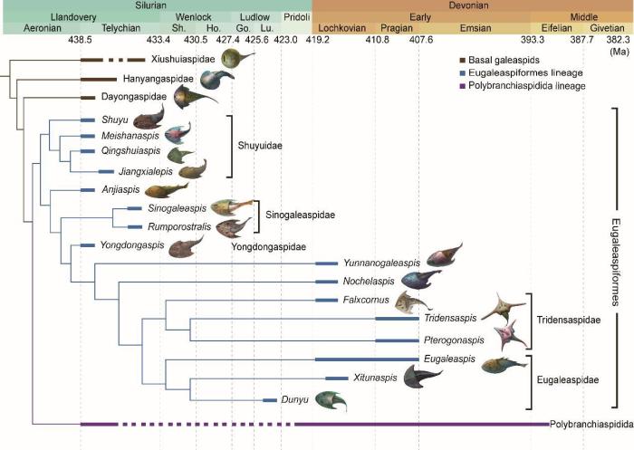 盔甲魚類的系統(tǒng)發(fā)育關(guān)系及地史分布?！≈锌圃汗偶棺邓?供圖