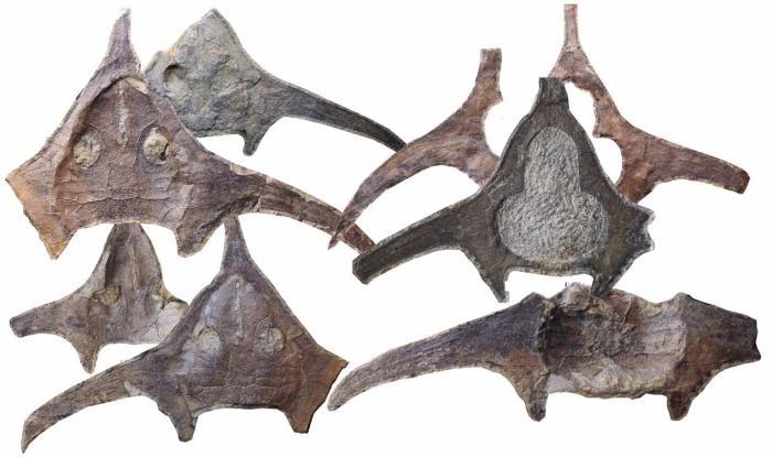 玉海翼角魚化石照片。　蓋志琨 攝