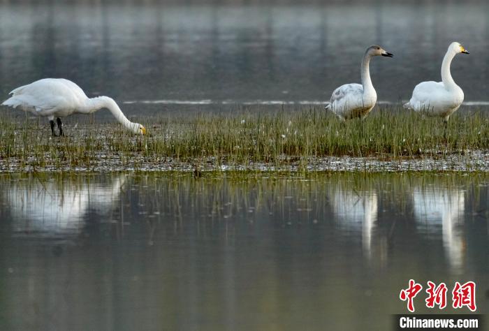 圖為三只大天鵝在黃河灘地嬉戲?！±钣穹?攝