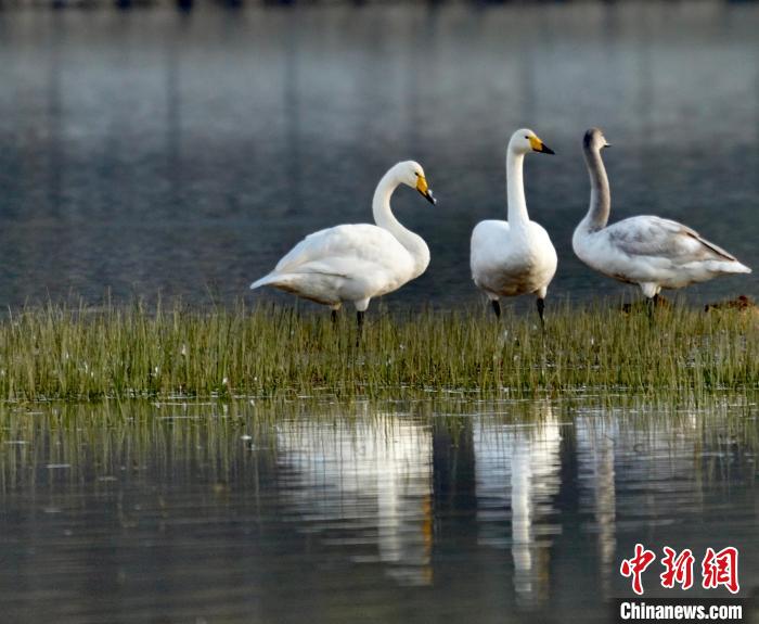 圖為三只大天鵝。　李玉峰 攝